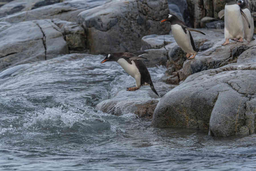 Pingüino Papua o Gentoo - Antártida 06.jpg